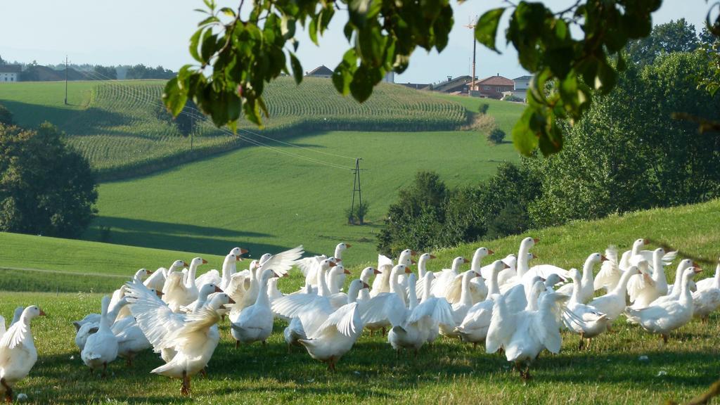 Landgasthof Entenwirt Tarsdorf Exteriör bild